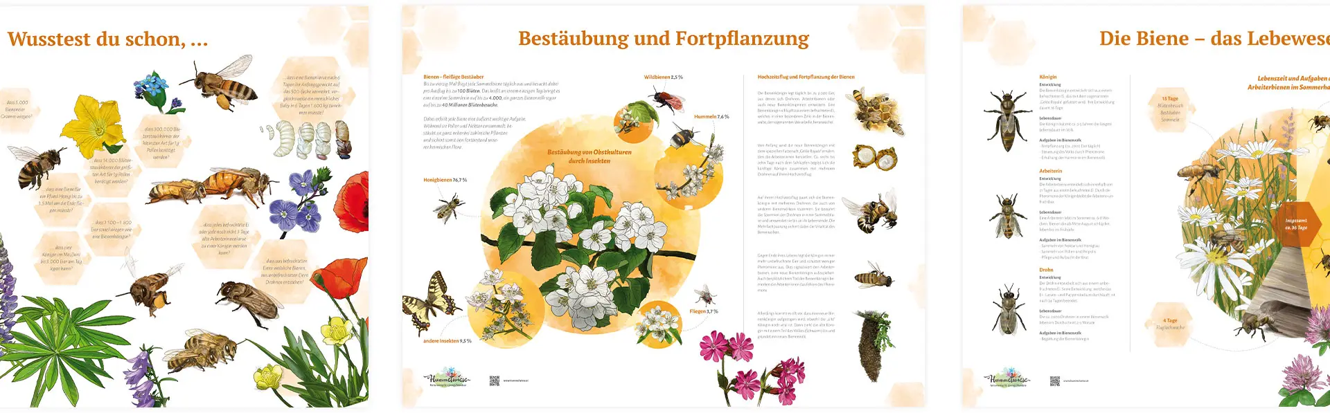 Infografiken mit verschiedenen Themenbereichen für die Hummelwiese in Österreich