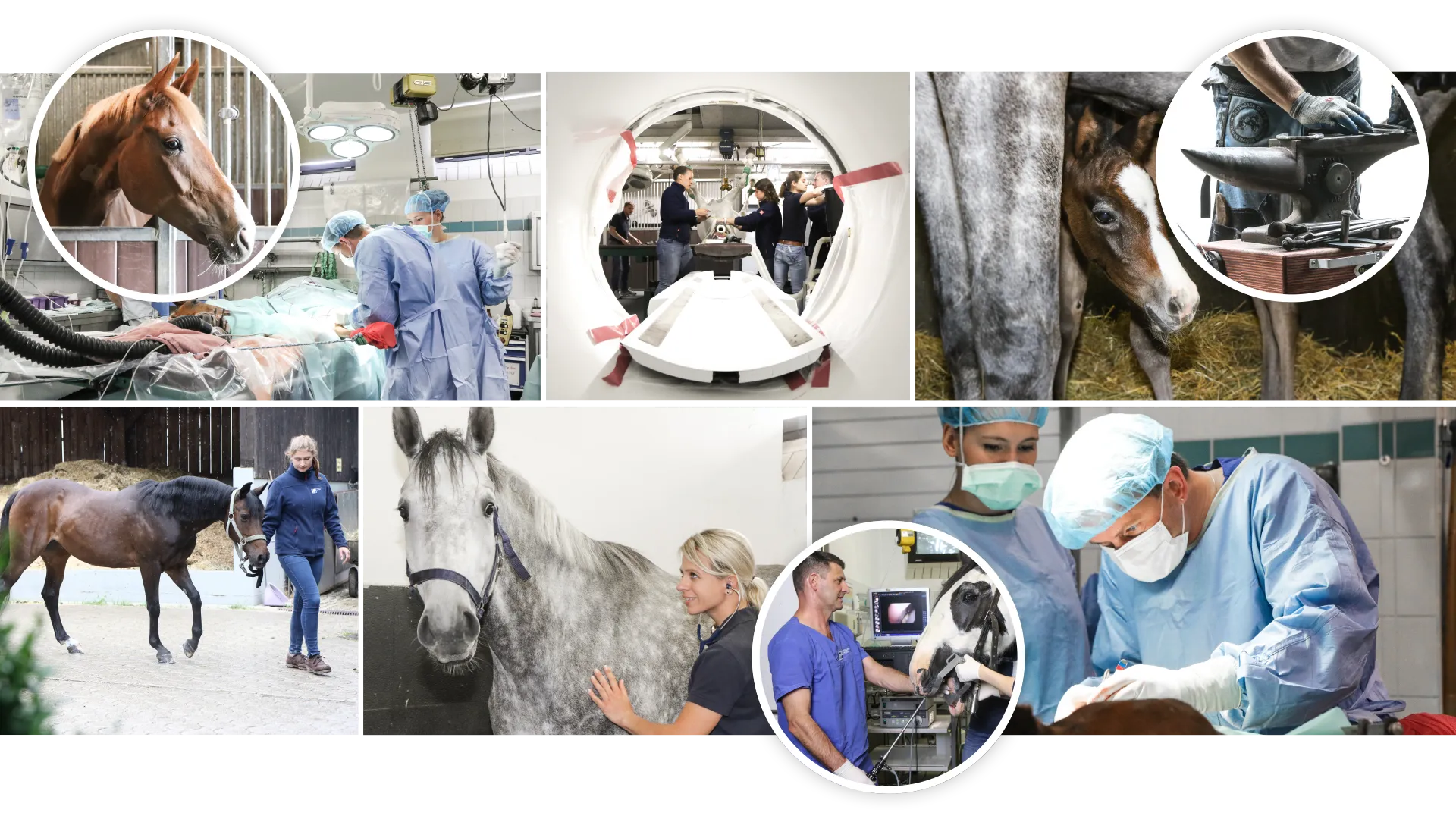 Bildcollage über den Allltag in der Pferdeklinik Aschheim. Von Untersuchungen, Operationen, Gerätschaften bis hin zum glücklichen Pferd und Fohlen