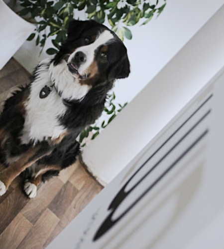 twin wergeagentur Agenturhund Sam